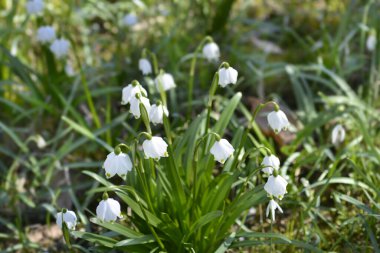 Bahar kar tanesi çiçekleri - Latince adı - Leucojum vernum
