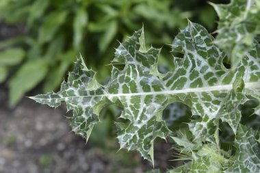 Süt devedikeni yaprakları - Latince adı - Silybum marianum