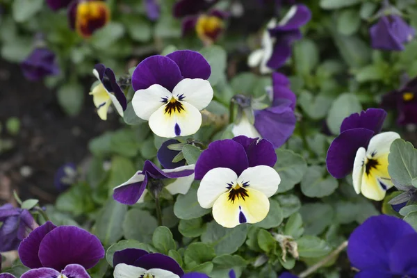 Horned violet white, yellow and purple flowers - Latin name - Viola cornuta