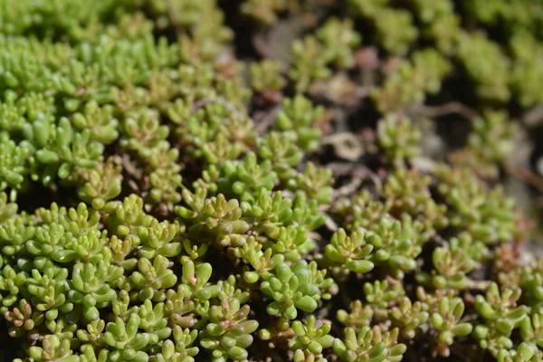 Beyaz Taş Yaprakları - Latince adı - Sedum albümü