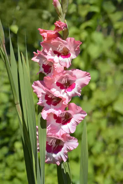 Pink and red gladiolus flowers - Latin name - Gladiolus Wine and Roses