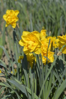 Çift nergis sarı çiçek - Latince adı - Narcissus Çifte Güç