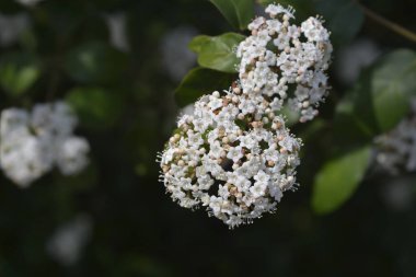 Çiçekli Laurustinus dalı - Latince adı - Viburnum tinus