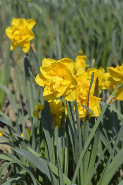 Çift nergis sarı çiçek - Latince adı - Narcissus Çifte Güç
