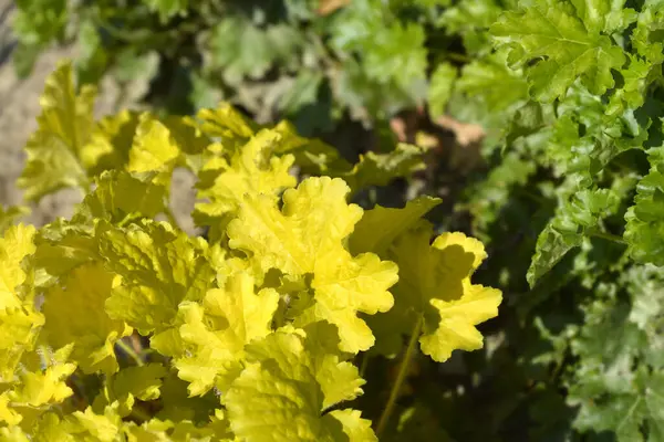 Mercan Çanları sarı yaprakları - Latince adı - Heuchera Elektrik Limonu