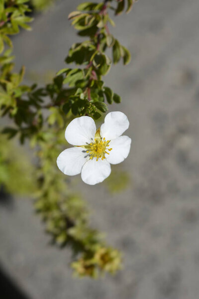 Shrubby Cinquefoil white flower - Latin name - Potentilla fruticosa Abbotswood