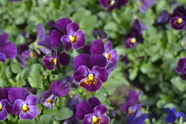 Boynuzlu menekşe mor ve sarı çiçekler - Latince adı Viola cornuta