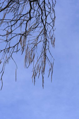 Latince adı Catalpa bignonioides olan dallardaki yaygın katalpa tohumları