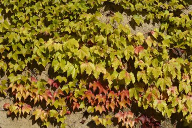 Boston Sarmaşığı sonbaharda beton duvarda - Latince adı - Parthenocissus triscupidata