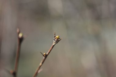 Yaprak tomurcuklu Asya berberlik şubesi - Latince adı - Berberis heteropoda