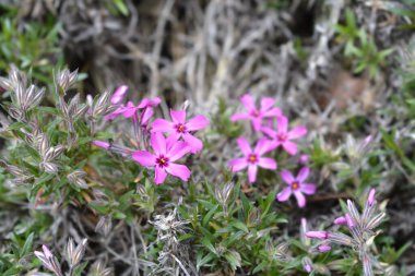 Sürünen Phlox Atropurpurea çiçekleri Latince adı Phlox subulata Atropurpurea