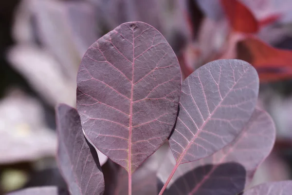 Smoke tree Royal Purple leaves - Latin name - Cotinus coggygria Royal Purple
