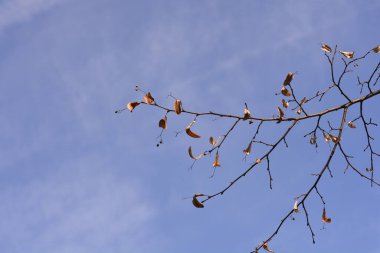 Tohumları ve tomurcukları olan küçük yapraklı kireç dalı - Latince adı - Tilia cordata
