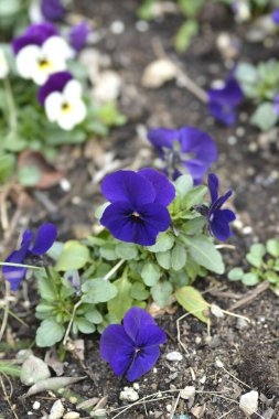 Boynuzlu mor çiçekler - Latince adı - Viola cornuta