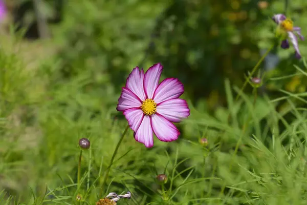 ピンクとホワイトガーデンコスモスの花 ラテン名 コスモス テトラ ヴェルサイユ ローズエッジ — ストック写真