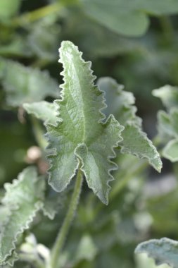 Salatalık ezmesi - Latince adı - Ecballium elaterium