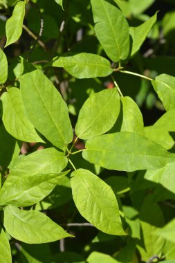 Japanese fig branch with green leaves - Latin name - Ficus erecta