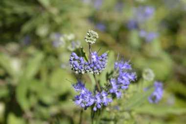 Mavi Sakal Mavi Çiçekler - Latince adı - Caryopteris x Clandonensis