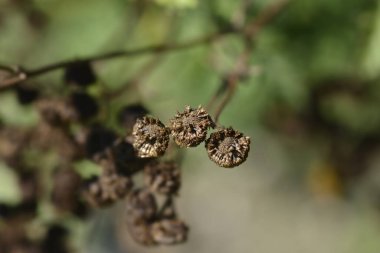 Tansi tohumu başları - Latince adı - Tanasetum vulgare