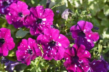 Gece gökyüzü pembe petunya çiçekleri - Latince adı - Petunya Elektrik Mor Gökyüzü