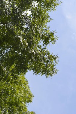 Mavi gökyüzünde yaprakları olan yaygın kül dalları - Latince adı - Fraxinus Excelsior