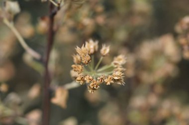 Latince adı Physocarpus opulifolius olan kuru tohum kabukları olan dokuz kabuklu dal.