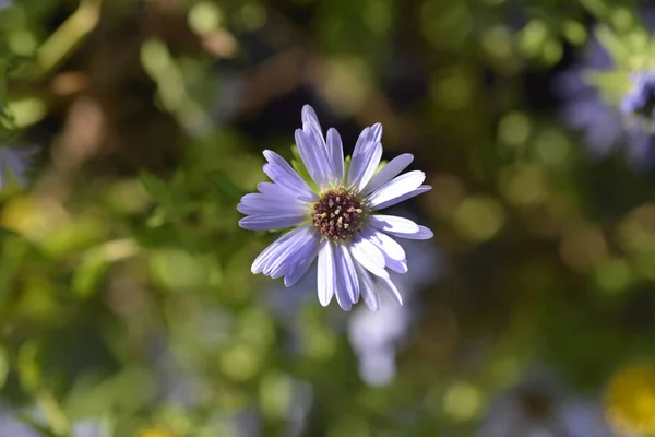 Aromatic aster October Skies blue flower - Scientific name - Symphyotrichum oblongifolium October Skies