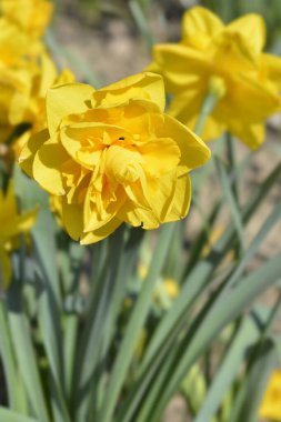 Çift nergis sarı çiçek - Latince adı - Narcissus Çifte Güç