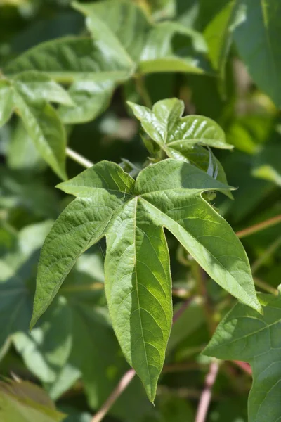 Upland cotton leaves - Latin name - Gossypium hirsutum