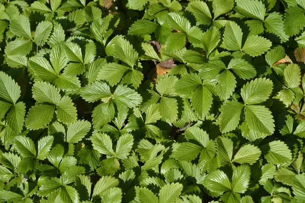 Wild Strawberry Leaves Latin Name Fragaria Vesca — Stock Photo, Image