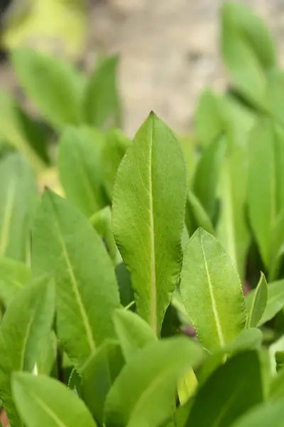 Fleece flower green leaves - Latin name - Persicaria affinis