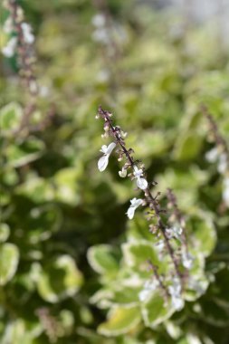 İsveç sarmaşık çiçekleri - Latince adı - Plectranthus for stermarginatus