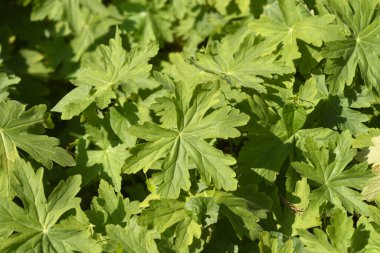 Kaya turna gagası Latince adı Geranium makro hizum 'dan ayrılıyor