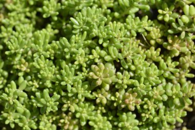 Beyaz Taş Yaprakları - Latince adı - Sedum albümü