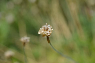 Sea Thrift başı - Latince adı - Armeria maritima Rosea Compacta