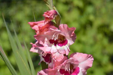 Pembe ve kırmızı gladiolus çiçekleri - Latince adı - Gladiolus Şarap ve Güller