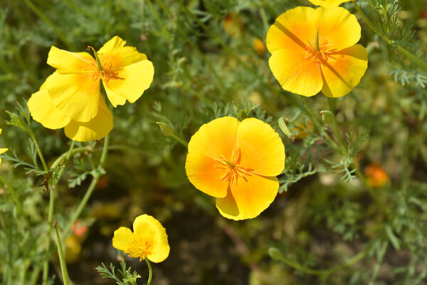 Golden poppy flowers - Latin name - Eschscholzia californica