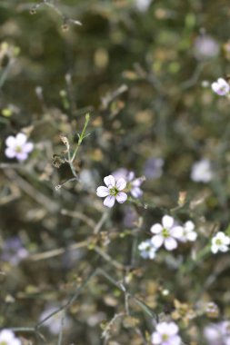 Saxifrage pembe küçük çiçek - Latince adı - Petrorhagia saxifraga