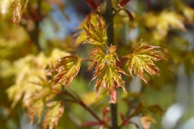 Norveç akçaağaç dalıyla yeni yapraklar - Latince adı - Acer platanoides Drummondii