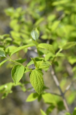 Yeşil yapraklı tatlandırıcı portakal dalı - Latince adı