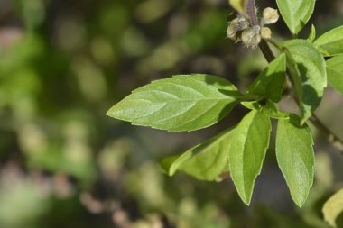 Basil Anise Latince adıyla Ocimum Basilicum Anise 'den ayrılıyor