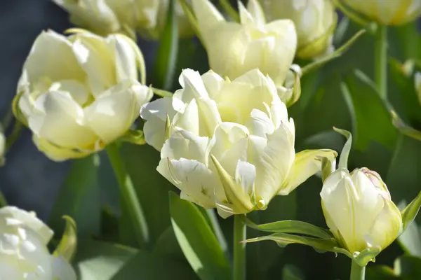Tulip Exotic Emperor flowers - Latin name - Tulipa Exotic Emperor