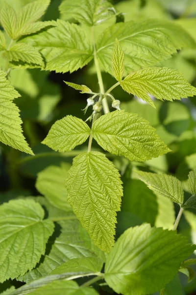 Avrupa kırmızı ahududu yaprakları - Latince adı - Rubus idaeus