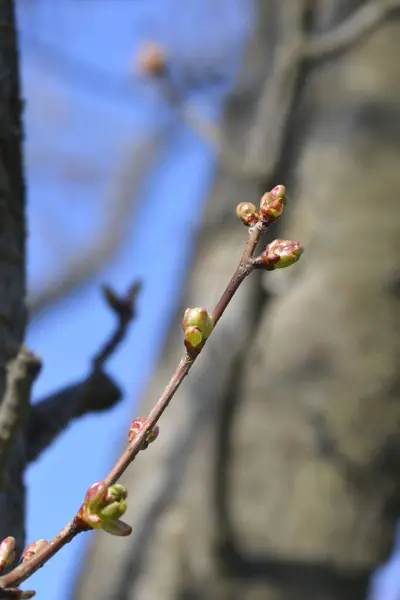 Damson Plum branch with flower buds - Latin name - Prunus domestica ssp. insititia