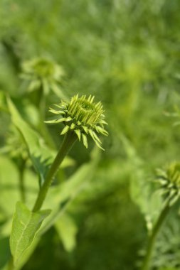 Coneflower çiçek tomurcuğu - Latince adı - Echinacea purpurea Green Envy