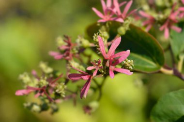 Latince adı Heptacodium miconioides Minhep.