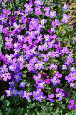 Aubrieta mavi menekşe çiçekleri - Latince adı - Aubrieta Audry Deep Blue Shades