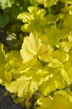 Mercan Çanları sarı yaprakları - Latince adı - Heuchera Elektrik Limonu
