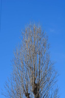 Lombardy kavak ağacı kışın mavi gökyüzüne karşı Latince adı Populus nigra var. italica