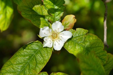 Çiçekli yaygın bir dal- Latince adı - Mespilus Germanica